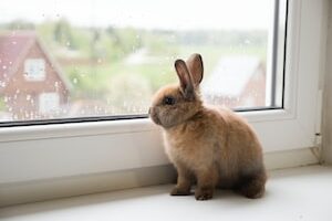 brown rabbit on window during daytime