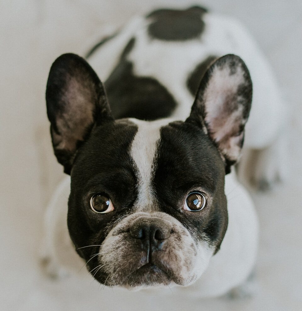 adult Boston terrier sitting on white surface